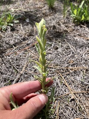 Castilleja lineata