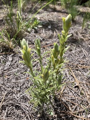Castilleja lineata