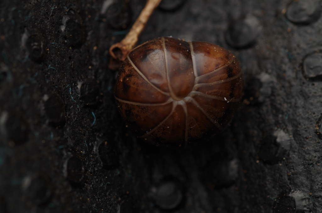 Protoglomeris