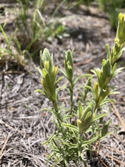 Castilleja lineata
