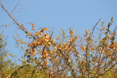Urvillea chacoensis