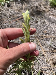 Castilleja lineata