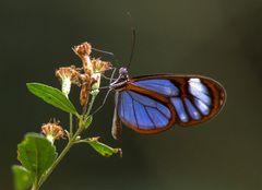 Lepidoptera