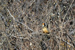 Saltator aurantiirostris