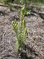 Castilleja lineata