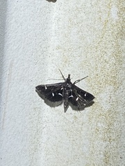 Diasemiodes nigralis