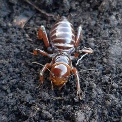 Stenopelmatus talpa