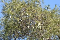 Aspidosperma quebracho-blanco