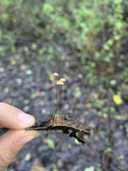 Marasmius bulliardii