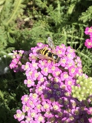 Bicyrtes capnopterus