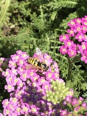 Bicyrtes capnopterus