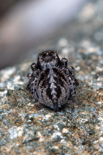 Lapland Jumping Spider