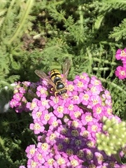 Bicyrtes capnopterus