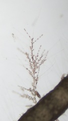 Acrochaetium secundatum