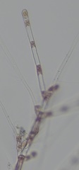 Acrochaetium secundatum