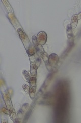 Acrochaetium secundatum