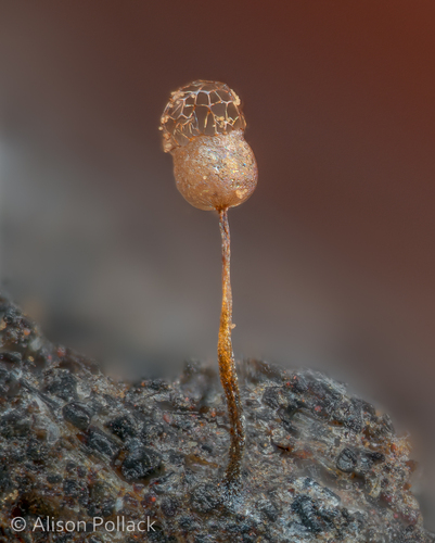 Representative image of Cribraria minutissima