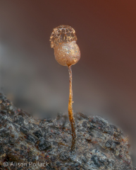 Cribraria minutissima