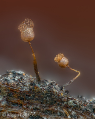 Cribraria minutissima