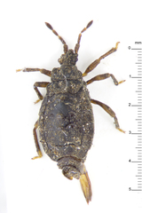Neadenocoris