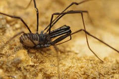 Ischyropsalis pyrenaea