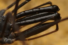 Ischyropsalis pyrenaea