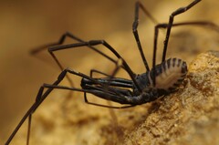 Ischyropsalis pyrenaea