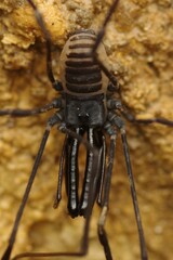 Ischyropsalis pyrenaea