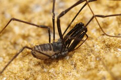 Ischyropsalis pyrenaea