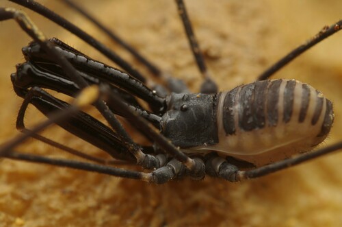 Ischyropsalis pyrenaea photographed in France