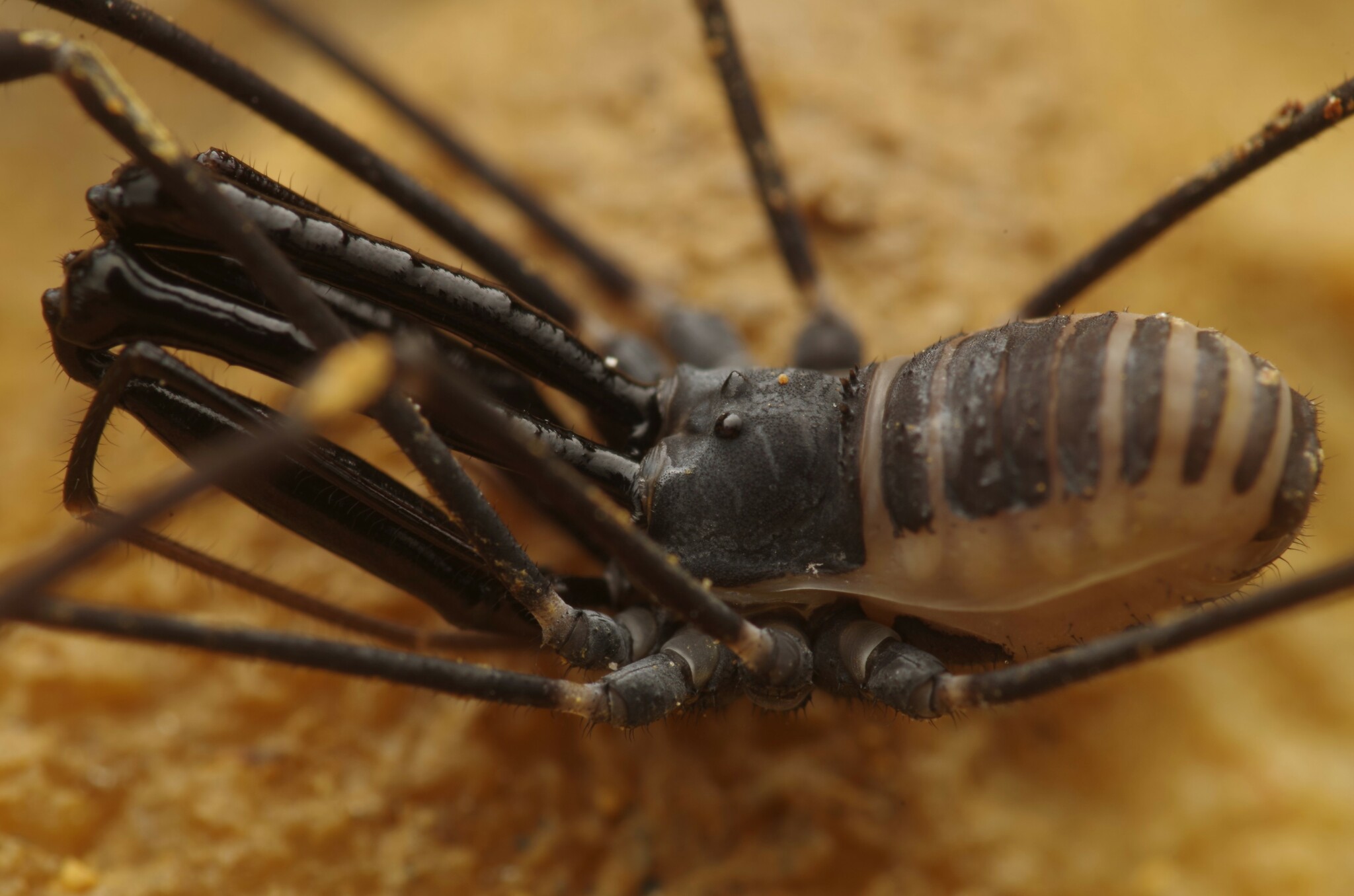 Daddy Longlegs: Order Opiliones