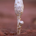 Podaxis pistillaris - Photo (c) Jasper Nance,  זכויות יוצרים חלקיות (CC BY-NC-ND)