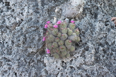 Mammillaria mazatlanensis