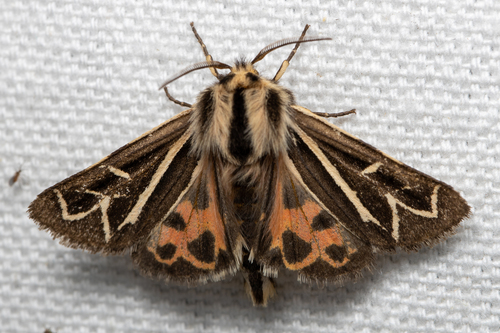 Williams' Tiger Moth photo 3