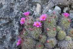 Mammillaria mazatlanensis