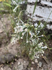 Ipomopsis aggregata weberi
