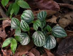 Peperomia argyreia