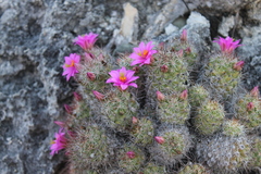 Mammillaria mazatlanensis