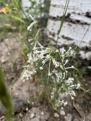 Ipomopsis aggregata weberi