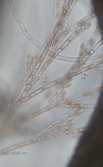 Acrochaetium savianum