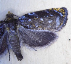 Olethreutes auricapitana