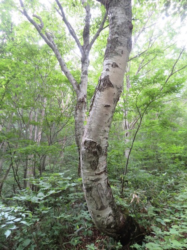 Betula maximowicziana, photograph 5