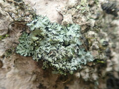 Phaeophyscia hispidula