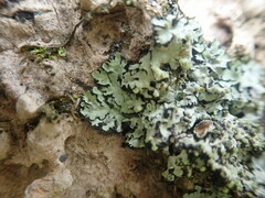 Phaeophyscia hispidula