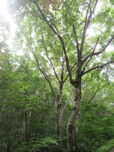 Betula maximowicziana, photograph 6