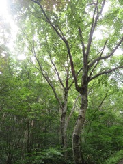 Betula maximowicziana, photograph (c) Marco Mussita, some rights reserved (CC BY)
