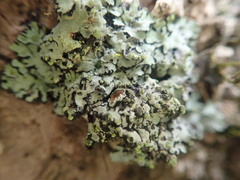 Phaeophyscia hispidula
