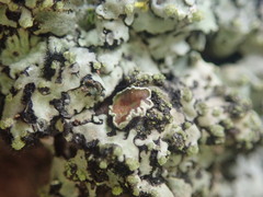 Phaeophyscia hispidula