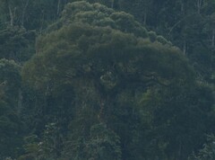 Hymenaea