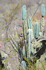 Cereus forbesii